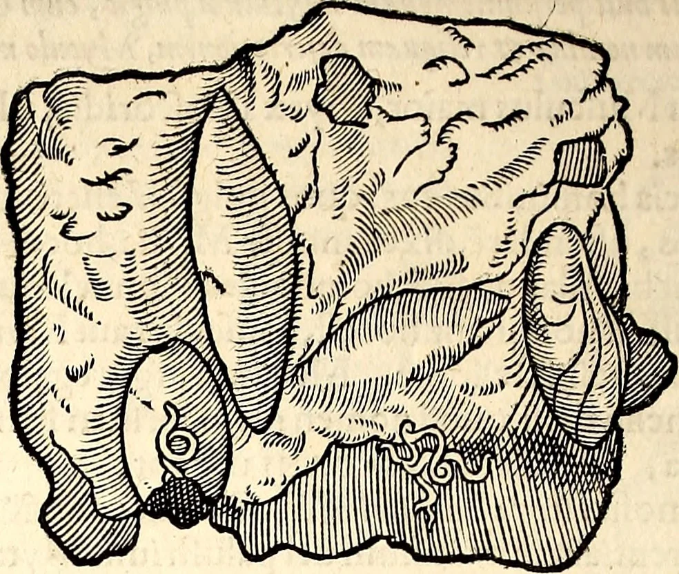 An illustration from Icones animalium quadrupedum uiuiparorum et ouiparorum : quae in Historiae animalium Conradi Gesneri libro I. et II. describuntur, cum nomenclaturis singulorum latinis, graecis, italicis, gallicis, et germanicis plerunque, et aliarum quoque linguarum, certis ordinibus digestae, 1560, leaf 549