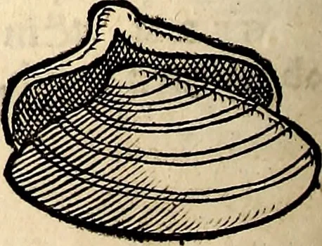 An illustration from Icones animalium quadrupedum uiuiparorum et ouiparorum : quae in Historiae animalium Conradi Gesneri libro I. et II. describuntur, cum nomenclaturis singulorum latinis, graecis, italicis, gallicis, et germanicis plerunque, et aliarum quoque linguarum, certis ordinibus digestae, 1560, leaf 549