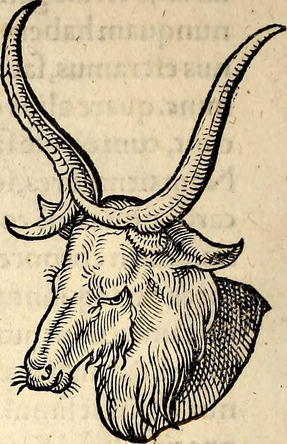 An illustration from Icones animalium quadrupedum uiuiparorum et ouiparorum : quae in Historiae animalium Conradi Gesneri libro I. et II. describuntur, cum nomenclaturis singulorum latinis, graecis, italicis, gallicis, et germanicis plerunque, et aliarum quoque linguarum, certis ordinibus digestae, 1560, leaf 55