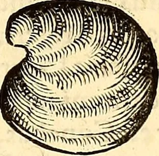 An illustration from Icones animalium quadrupedum uiuiparorum et ouiparorum : quae in Historiae animalium Conradi Gesneri libro I. et II. describuntur, cum nomenclaturis singulorum latinis, graecis, italicis, gallicis, et germanicis plerunque, et aliarum quoque linguarum, certis ordinibus digestae, 1560, leaf 550