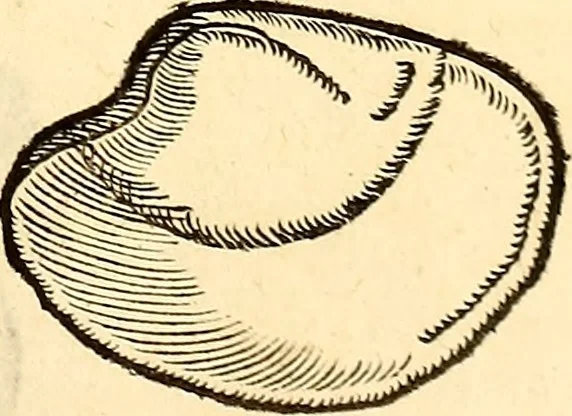 An illustration from Icones animalium quadrupedum uiuiparorum et ouiparorum : quae in Historiae animalium Conradi Gesneri libro I. et II. describuntur, cum nomenclaturis singulorum latinis, graecis, italicis, gallicis, et germanicis plerunque, et aliarum quoque linguarum, certis ordinibus digestae, 1560, leaf 550