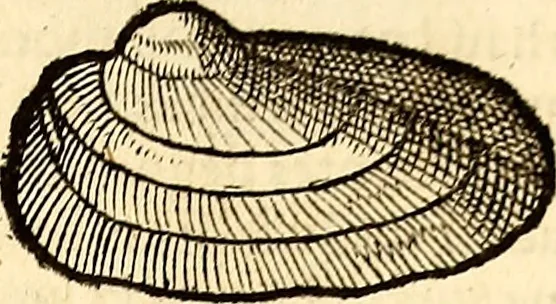An illustration from Icones animalium quadrupedum uiuiparorum et ouiparorum : quae in Historiae animalium Conradi Gesneri libro I. et II. describuntur, cum nomenclaturis singulorum latinis, graecis, italicis, gallicis, et germanicis plerunque, et aliarum quoque linguarum, certis ordinibus digestae, 1560, leaf 552