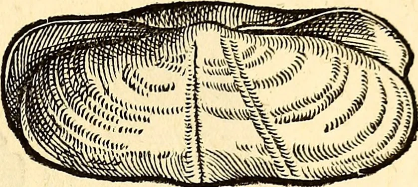 An illustration from Icones animalium quadrupedum uiuiparorum et ouiparorum : quae in Historiae animalium Conradi Gesneri libro I. et II. describuntur, cum nomenclaturis singulorum latinis, graecis, italicis, gallicis, et germanicis plerunque, et aliarum quoque linguarum, certis ordinibus digestae, 1560, leaf 552