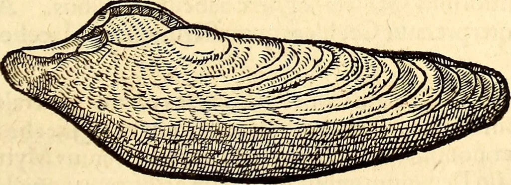 An illustration from Icones animalium quadrupedum uiuiparorum et ouiparorum : quae in Historiae animalium Conradi Gesneri libro I. et II. describuntur, cum nomenclaturis singulorum latinis, graecis, italicis, gallicis, et germanicis plerunque, et aliarum quoque linguarum, certis ordinibus digestae, 1560, leaf 552