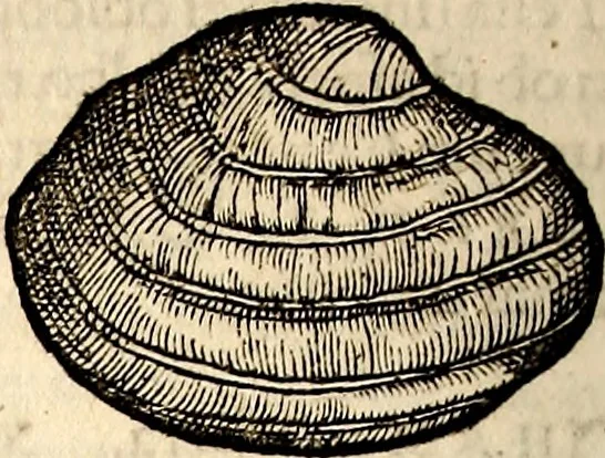An illustration from Icones animalium quadrupedum uiuiparorum et ouiparorum : quae in Historiae animalium Conradi Gesneri libro I. et II. describuntur, cum nomenclaturis singulorum latinis, graecis, italicis, gallicis, et germanicis plerunque, et aliarum quoque linguarum, certis ordinibus digestae, 1560, leaf 553