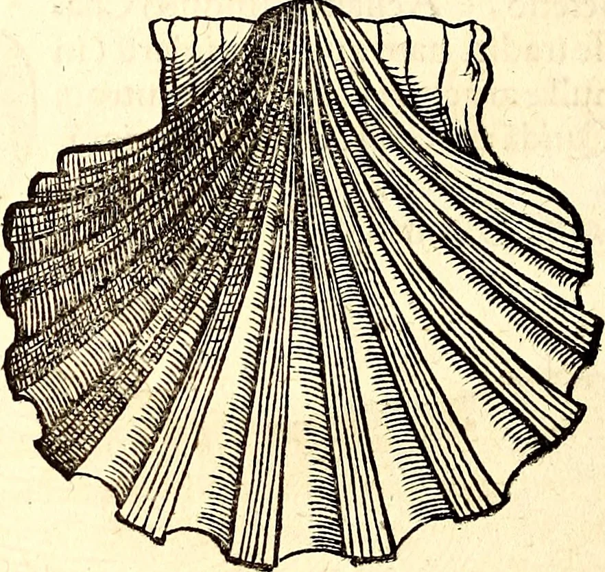 An illustration from Icones animalium quadrupedum uiuiparorum et ouiparorum : quae in Historiae animalium Conradi Gesneri libro I. et II. describuntur, cum nomenclaturis singulorum latinis, graecis, italicis, gallicis, et germanicis plerunque, et aliarum quoque linguarum, certis ordinibus digestae, 1560, leaf 553