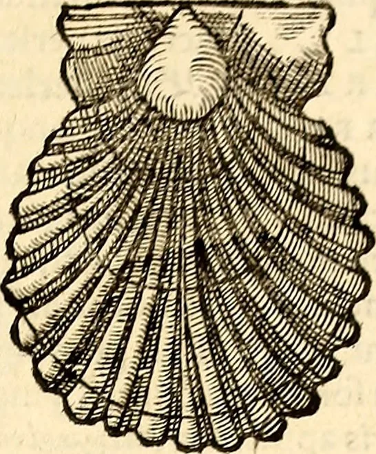 An illustration from Icones animalium quadrupedum uiuiparorum et ouiparorum : quae in Historiae animalium Conradi Gesneri libro I. et II. describuntur, cum nomenclaturis singulorum latinis, graecis, italicis, gallicis, et germanicis plerunque, et aliarum quoque linguarum, certis ordinibus digestae, 1560, leaf 554