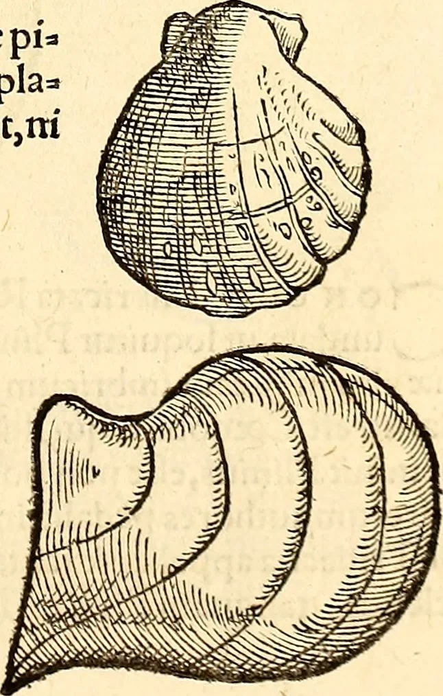 An illustration from Icones animalium quadrupedum uiuiparorum et ouiparorum : quae in Historiae animalium Conradi Gesneri libro I. et II. describuntur, cum nomenclaturis singulorum latinis, graecis, italicis, gallicis, et germanicis plerunque, et aliarum quoque linguarum, certis ordinibus digestae, 1560, leaf 554
