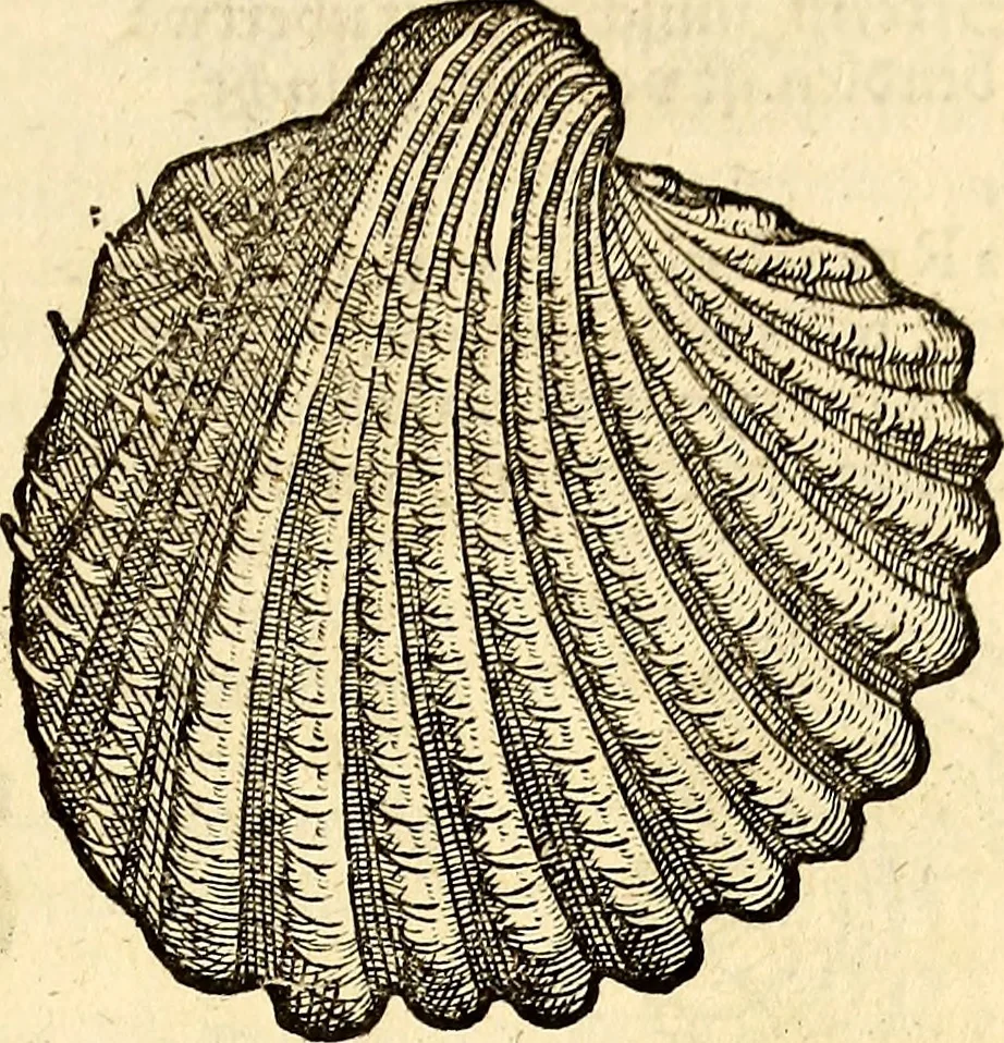 An illustration from Icones animalium quadrupedum uiuiparorum et ouiparorum : quae in Historiae animalium Conradi Gesneri libro I. et II. describuntur, cum nomenclaturis singulorum latinis, graecis, italicis, gallicis, et germanicis plerunque, et aliarum quoque linguarum, certis ordinibus digestae, 1560, leaf 556