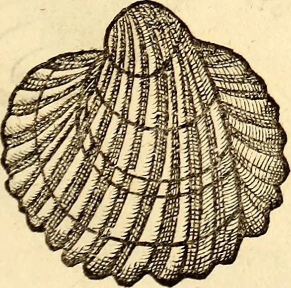 An illustration from Icones animalium quadrupedum uiuiparorum et ouiparorum : quae in Historiae animalium Conradi Gesneri libro I. et II. describuntur, cum nomenclaturis singulorum latinis, graecis, italicis, gallicis, et germanicis plerunque, et aliarum quoque linguarum, certis ordinibus digestae, 1560, leaf 556