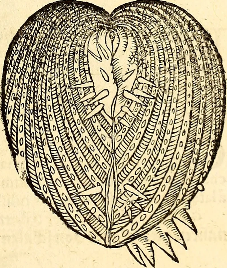 An illustration from Icones animalium quadrupedum uiuiparorum et ouiparorum : quae in Historiae animalium Conradi Gesneri libro I. et II. describuntur, cum nomenclaturis singulorum latinis, graecis, italicis, gallicis, et germanicis plerunque, et aliarum quoque linguarum, certis ordinibus digestae, 1560, leaf 556