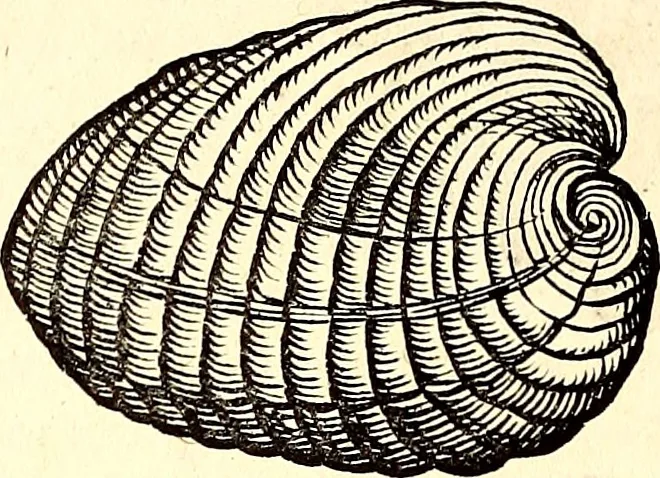 An illustration from Icones animalium quadrupedum uiuiparorum et ouiparorum : quae in Historiae animalium Conradi Gesneri libro I. et II. describuntur, cum nomenclaturis singulorum latinis, graecis, italicis, gallicis, et germanicis plerunque, et aliarum quoque linguarum, certis ordinibus digestae, 1560, leaf 557