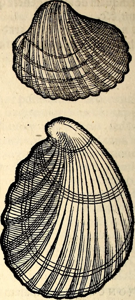 An illustration from Icones animalium quadrupedum uiuiparorum et ouiparorum : quae in Historiae animalium Conradi Gesneri libro I. et II. describuntur, cum nomenclaturis singulorum latinis, graecis, italicis, gallicis, et germanicis plerunque, et aliarum quoque linguarum, certis ordinibus digestae, 1560, leaf 557