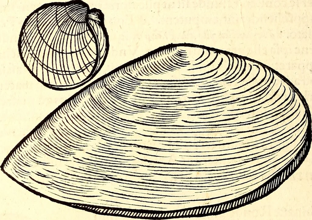 An illustration from Icones animalium quadrupedum uiuiparorum et ouiparorum : quae in Historiae animalium Conradi Gesneri libro I. et II. describuntur, cum nomenclaturis singulorum latinis, graecis, italicis, gallicis, et germanicis plerunque, et aliarum quoque linguarum, certis ordinibus digestae, 1560, leaf 557