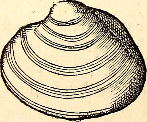 An illustration from Icones animalium quadrupedum uiuiparorum et ouiparorum : quae in Historiae animalium Conradi Gesneri libro I. et II. describuntur, cum nomenclaturis singulorum latinis, graecis, italicis, gallicis, et germanicis plerunque, et aliarum quoque linguarum, certis ordinibus digestae, 1560, leaf 557