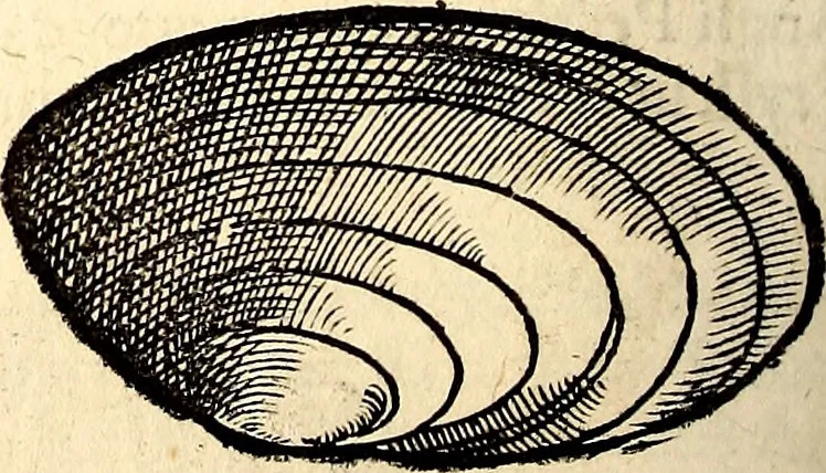 An illustration from Icones animalium quadrupedum uiuiparorum et ouiparorum : quae in Historiae animalium Conradi Gesneri libro I. et II. describuntur, cum nomenclaturis singulorum latinis, graecis, italicis, gallicis, et germanicis plerunque, et aliarum quoque linguarum, certis ordinibus digestae, 1560, leaf 557