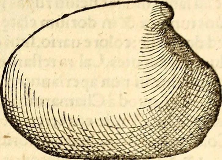 An illustration from Icones animalium quadrupedum uiuiparorum et ouiparorum : quae in Historiae animalium Conradi Gesneri libro I. et II. describuntur, cum nomenclaturis singulorum latinis, graecis, italicis, gallicis, et germanicis plerunque, et aliarum quoque linguarum, certis ordinibus digestae, 1560, leaf 558