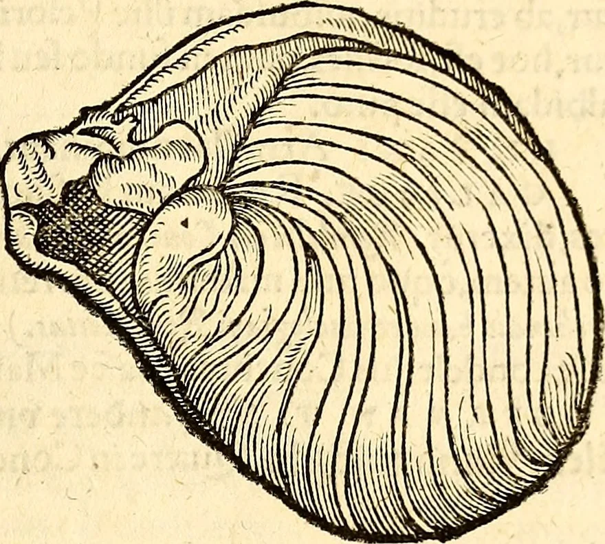 An illustration from Icones animalium quadrupedum uiuiparorum et ouiparorum : quae in Historiae animalium Conradi Gesneri libro I. et II. describuntur, cum nomenclaturis singulorum latinis, graecis, italicis, gallicis, et germanicis plerunque, et aliarum quoque linguarum, certis ordinibus digestae, 1560, leaf 558