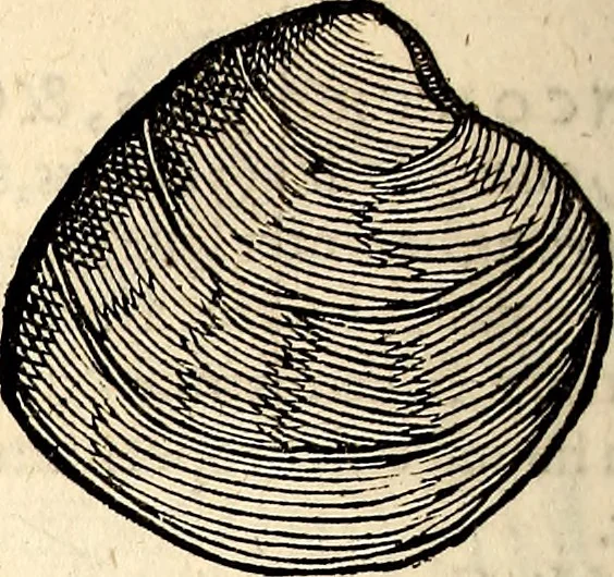 An illustration from Icones animalium quadrupedum uiuiparorum et ouiparorum : quae in Historiae animalium Conradi Gesneri libro I. et II. describuntur, cum nomenclaturis singulorum latinis, graecis, italicis, gallicis, et germanicis plerunque, et aliarum quoque linguarum, certis ordinibus digestae, 1560, leaf 559
