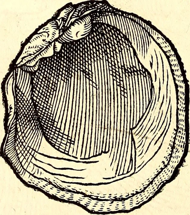 An illustration from Icones animalium quadrupedum uiuiparorum et ouiparorum : quae in Historiae animalium Conradi Gesneri libro I. et II. describuntur, cum nomenclaturis singulorum latinis, graecis, italicis, gallicis, et germanicis plerunque, et aliarum quoque linguarum, certis ordinibus digestae, 1560, leaf 559