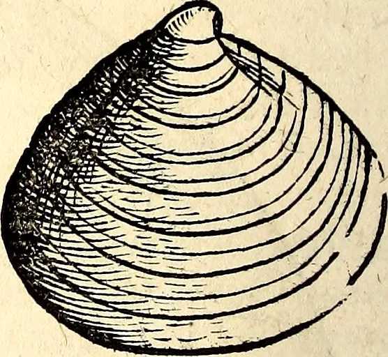 An illustration from Icones animalium quadrupedum uiuiparorum et ouiparorum : quae in Historiae animalium Conradi Gesneri libro I. et II. describuntur, cum nomenclaturis singulorum latinis, graecis, italicis, gallicis, et germanicis plerunque, et aliarum quoque linguarum, certis ordinibus digestae, 1560, leaf 559