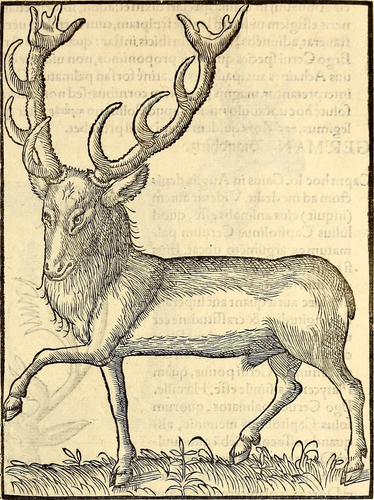 An illustration from Icones animalium quadrupedum uiuiparorum et ouiparorum : quae in Historiae animalium Conradi Gesneri libro I. et II. describuntur, cum nomenclaturis singulorum latinis, graecis, italicis, gallicis, et germanicis plerunque, et aliarum quoque linguarum, certis ordinibus digestae, 1560, leaf 56