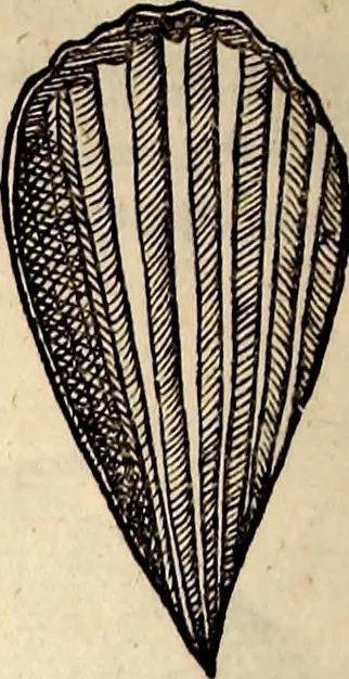 An illustration from Icones animalium quadrupedum uiuiparorum et ouiparorum : quae in Historiae animalium Conradi Gesneri libro I. et II. describuntur, cum nomenclaturis singulorum latinis, graecis, italicis, gallicis, et germanicis plerunque, et aliarum quoque linguarum, certis ordinibus digestae, 1560, leaf 561