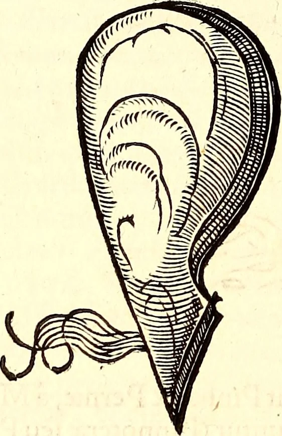 An illustration from Icones animalium quadrupedum uiuiparorum et ouiparorum : quae in Historiae animalium Conradi Gesneri libro I. et II. describuntur, cum nomenclaturis singulorum latinis, graecis, italicis, gallicis, et germanicis plerunque, et aliarum quoque linguarum, certis ordinibus digestae, 1560, leaf 561