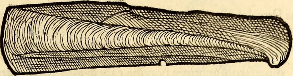 An illustration from Icones animalium quadrupedum uiuiparorum et ouiparorum : quae in Historiae animalium Conradi Gesneri libro I. et II. describuntur, cum nomenclaturis singulorum latinis, graecis, italicis, gallicis, et germanicis plerunque, et aliarum quoque linguarum, certis ordinibus digestae, 1560, leaf 562