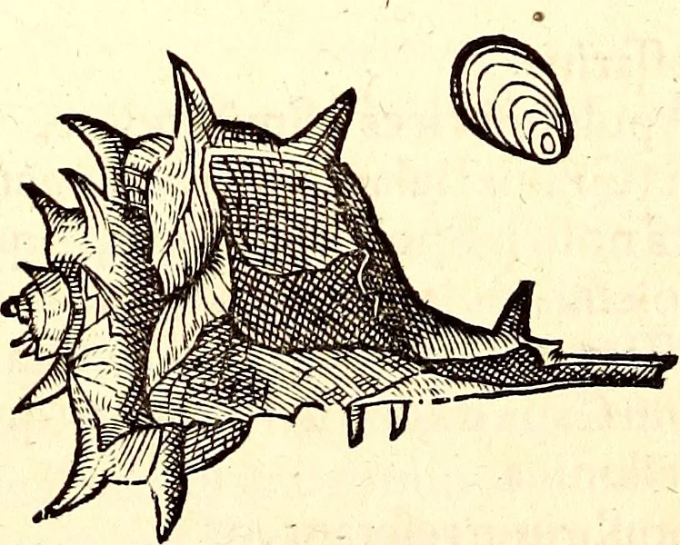 An illustration from Icones animalium quadrupedum uiuiparorum et ouiparorum : quae in Historiae animalium Conradi Gesneri libro I. et II. describuntur, cum nomenclaturis singulorum latinis, graecis, italicis, gallicis, et germanicis plerunque, et aliarum quoque linguarum, certis ordinibus digestae, 1560, leaf 563