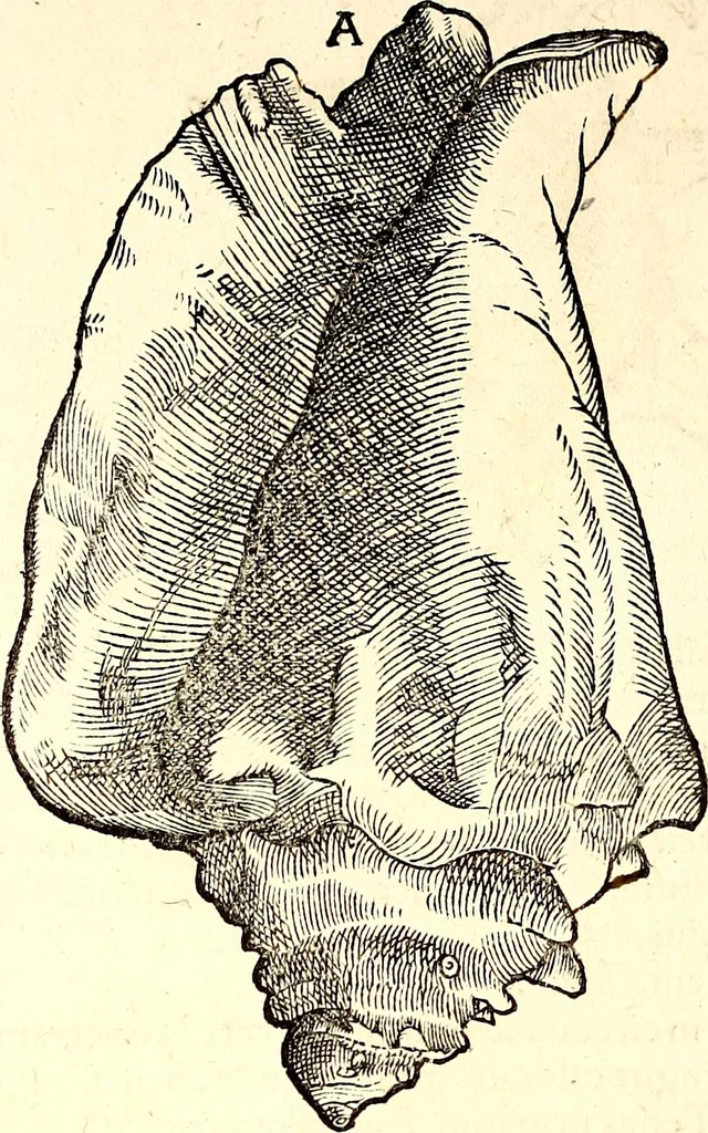An illustration from Icones animalium quadrupedum uiuiparorum et ouiparorum : quae in Historiae animalium Conradi Gesneri libro I. et II. describuntur, cum nomenclaturis singulorum latinis, graecis, italicis, gallicis, et germanicis plerunque, et aliarum quoque linguarum, certis ordinibus digestae, 1560, leaf 565