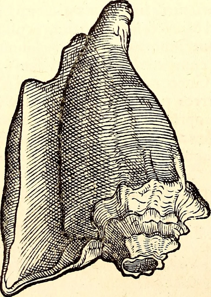 An illustration from Icones animalium quadrupedum uiuiparorum et ouiparorum : quae in Historiae animalium Conradi Gesneri libro I. et II. describuntur, cum nomenclaturis singulorum latinis, graecis, italicis, gallicis, et germanicis plerunque, et aliarum quoque linguarum, certis ordinibus digestae, 1560, leaf 565