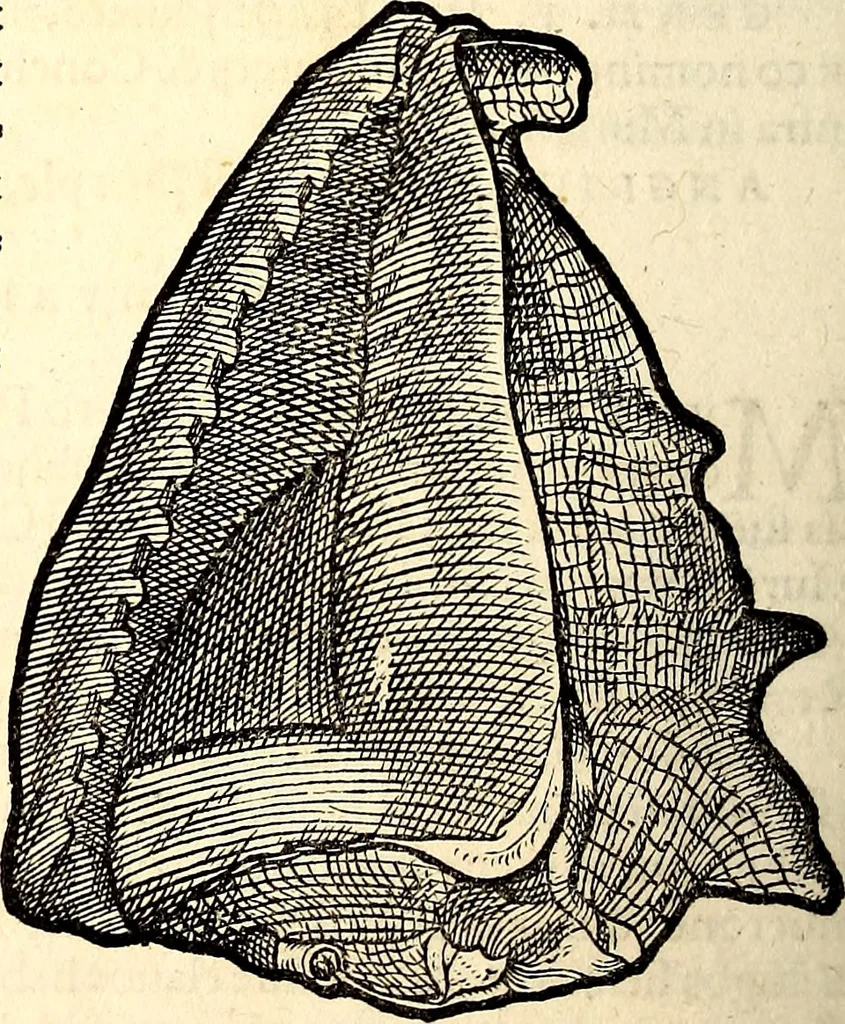 An illustration from Icones animalium quadrupedum uiuiparorum et ouiparorum : quae in Historiae animalium Conradi Gesneri libro I. et II. describuntur, cum nomenclaturis singulorum latinis, graecis, italicis, gallicis, et germanicis plerunque, et aliarum quoque linguarum, certis ordinibus digestae, 1560, leaf 565