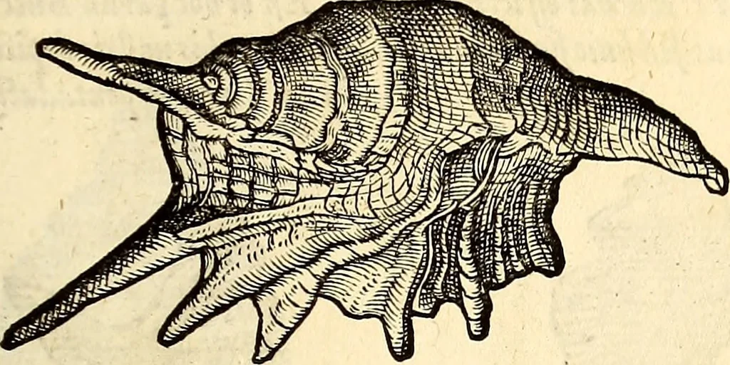 An illustration from Icones animalium quadrupedum uiuiparorum et ouiparorum : quae in Historiae animalium Conradi Gesneri libro I. et II. describuntur, cum nomenclaturis singulorum latinis, graecis, italicis, gallicis, et germanicis plerunque, et aliarum quoque linguarum, certis ordinibus digestae, 1560, leaf 566