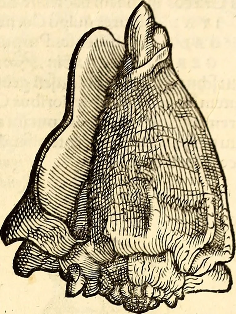 An illustration from Icones animalium quadrupedum uiuiparorum et ouiparorum : quae in Historiae animalium Conradi Gesneri libro I. et II. describuntur, cum nomenclaturis singulorum latinis, graecis, italicis, gallicis, et germanicis plerunque, et aliarum quoque linguarum, certis ordinibus digestae, 1560, leaf 566
