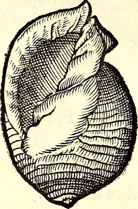 An illustration from Icones animalium quadrupedum uiuiparorum et ouiparorum : quae in Historiae animalium Conradi Gesneri libro I. et II. describuntur, cum nomenclaturis singulorum latinis, graecis, italicis, gallicis, et germanicis plerunque, et aliarum quoque linguarum, certis ordinibus digestae, 1560, leaf 567