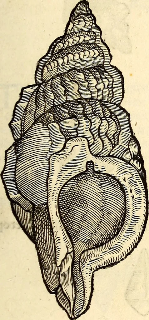 An illustration from Icones animalium quadrupedum uiuiparorum et ouiparorum : quae in Historiae animalium Conradi Gesneri libro I. et II. describuntur, cum nomenclaturis singulorum latinis, graecis, italicis, gallicis, et germanicis plerunque, et aliarum quoque linguarum, certis ordinibus digestae, 1560, leaf 568