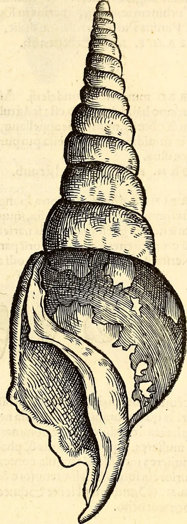 An illustration from Icones animalium quadrupedum uiuiparorum et ouiparorum : quae in Historiae animalium Conradi Gesneri libro I. et II. describuntur, cum nomenclaturis singulorum latinis, graecis, italicis, gallicis, et germanicis plerunque, et aliarum quoque linguarum, certis ordinibus digestae, 1560, leaf 568