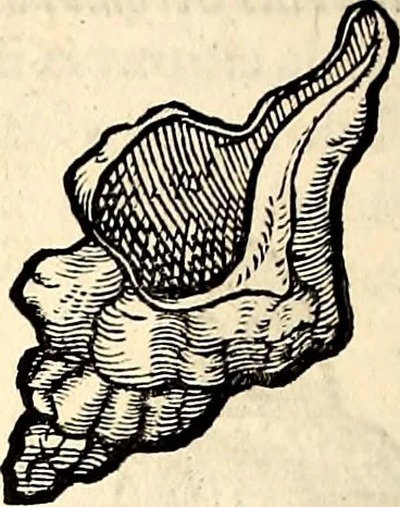 An illustration from Icones animalium quadrupedum uiuiparorum et ouiparorum : quae in Historiae animalium Conradi Gesneri libro I. et II. describuntur, cum nomenclaturis singulorum latinis, graecis, italicis, gallicis, et germanicis plerunque, et aliarum quoque linguarum, certis ordinibus digestae, 1560, leaf 569