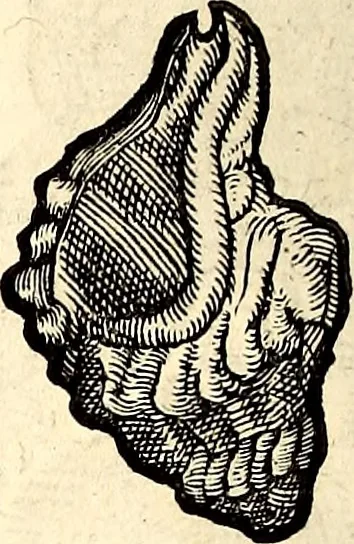 An illustration from Icones animalium quadrupedum uiuiparorum et ouiparorum : quae in Historiae animalium Conradi Gesneri libro I. et II. describuntur, cum nomenclaturis singulorum latinis, graecis, italicis, gallicis, et germanicis plerunque, et aliarum quoque linguarum, certis ordinibus digestae, 1560, leaf 569