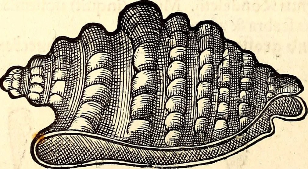 An illustration from Icones animalium quadrupedum uiuiparorum et ouiparorum : quae in Historiae animalium Conradi Gesneri libro I. et II. describuntur, cum nomenclaturis singulorum latinis, graecis, italicis, gallicis, et germanicis plerunque, et aliarum quoque linguarum, certis ordinibus digestae, 1560, leaf 569