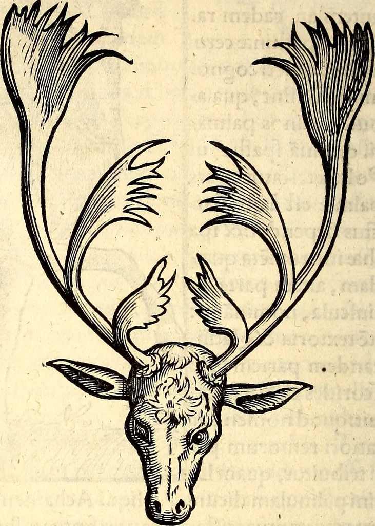 An illustration from Icones animalium quadrupedum uiuiparorum et ouiparorum : quae in Historiae animalium Conradi Gesneri libro I. et II. describuntur, cum nomenclaturis singulorum latinis, graecis, italicis, gallicis, et germanicis plerunque, et aliarum quoque linguarum, certis ordinibus digestae, 1560, leaf 57
