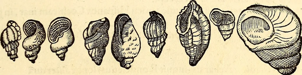 An illustration from Icones animalium quadrupedum uiuiparorum et ouiparorum : quae in Historiae animalium Conradi Gesneri libro I. et II. describuntur, cum nomenclaturis singulorum latinis, graecis, italicis, gallicis, et germanicis plerunque, et aliarum quoque linguarum, certis ordinibus digestae, 1560, leaf 570
