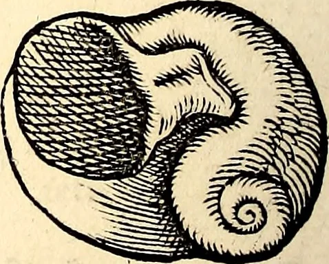 An illustration from Icones animalium quadrupedum uiuiparorum et ouiparorum : quae in Historiae animalium Conradi Gesneri libro I. et II. describuntur, cum nomenclaturis singulorum latinis, graecis, italicis, gallicis, et germanicis plerunque, et aliarum quoque linguarum, certis ordinibus digestae, 1560, leaf 571
