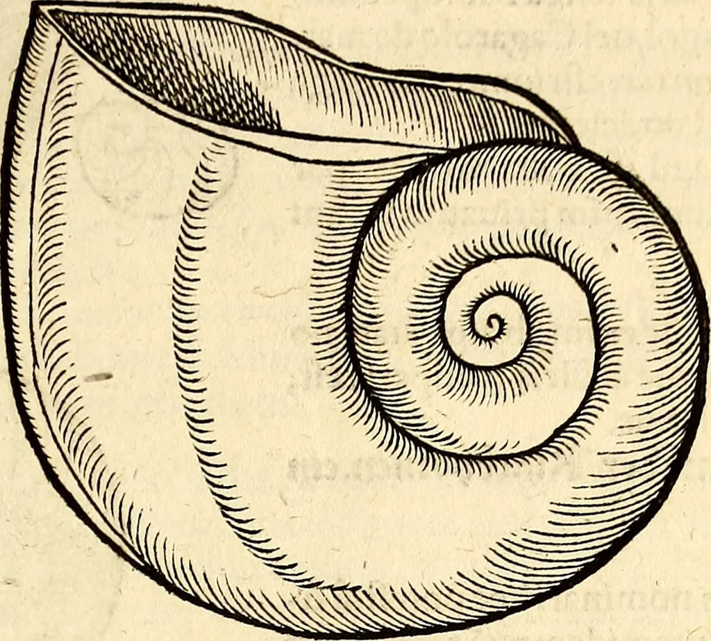 An illustration from Icones animalium quadrupedum uiuiparorum et ouiparorum : quae in Historiae animalium Conradi Gesneri libro I. et II. describuntur, cum nomenclaturis singulorum latinis, graecis, italicis, gallicis, et germanicis plerunque, et aliarum quoque linguarum, certis ordinibus digestae, 1560, leaf 572