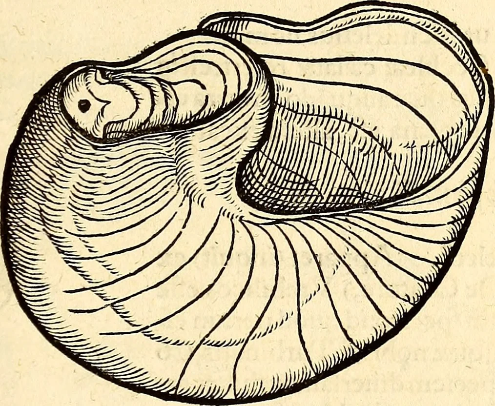 An illustration from Icones animalium quadrupedum uiuiparorum et ouiparorum : quae in Historiae animalium Conradi Gesneri libro I. et II. describuntur, cum nomenclaturis singulorum latinis, graecis, italicis, gallicis, et germanicis plerunque, et aliarum quoque linguarum, certis ordinibus digestae, 1560, leaf 572