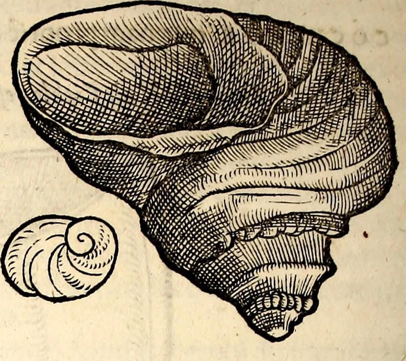 An illustration from Icones animalium quadrupedum uiuiparorum et ouiparorum : quae in Historiae animalium Conradi Gesneri libro I. et II. describuntur, cum nomenclaturis singulorum latinis, graecis, italicis, gallicis, et germanicis plerunque, et aliarum quoque linguarum, certis ordinibus digestae, 1560, leaf 573