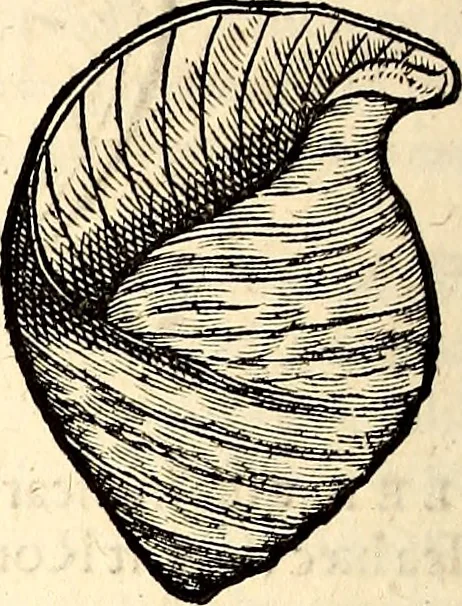 An illustration from Icones animalium quadrupedum uiuiparorum et ouiparorum : quae in Historiae animalium Conradi Gesneri libro I. et II. describuntur, cum nomenclaturis singulorum latinis, graecis, italicis, gallicis, et germanicis plerunque, et aliarum quoque linguarum, certis ordinibus digestae, 1560, leaf 573