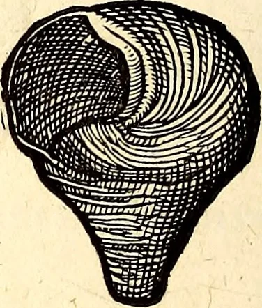 An illustration from Icones animalium quadrupedum uiuiparorum et ouiparorum : quae in Historiae animalium Conradi Gesneri libro I. et II. describuntur, cum nomenclaturis singulorum latinis, graecis, italicis, gallicis, et germanicis plerunque, et aliarum quoque linguarum, certis ordinibus digestae, 1560, leaf 573