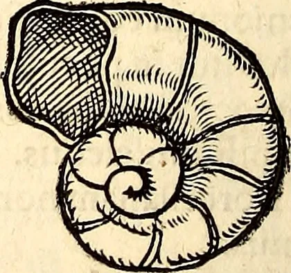 An illustration from Icones animalium quadrupedum uiuiparorum et ouiparorum : quae in Historiae animalium Conradi Gesneri libro I. et II. describuntur, cum nomenclaturis singulorum latinis, graecis, italicis, gallicis, et germanicis plerunque, et aliarum quoque linguarum, certis ordinibus digestae, 1560, leaf 573